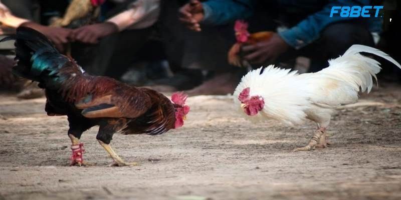 Nhà cái đá gà F8BET địa chỉ hàng đầu hiện nay Nhà cái đá gà F8BET địa chỉ hàng đầu hiện nay