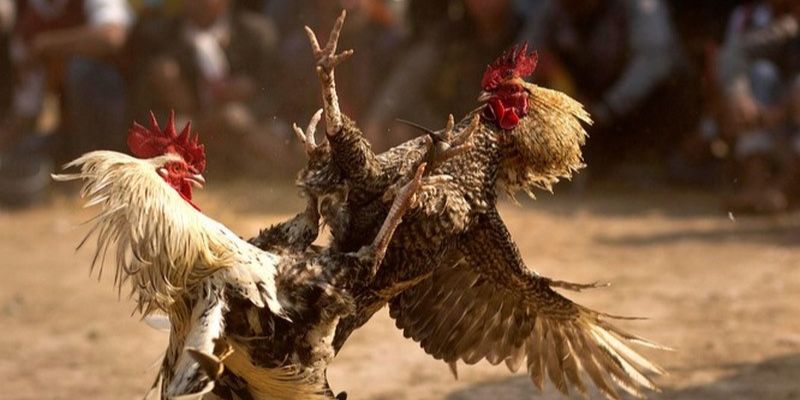 Cập Nhật Thông Tin Về Nhà Cái Đá Gà F8bet Cập Nhật Thông Tin Về Nhà Cái Đá Gà F8bet